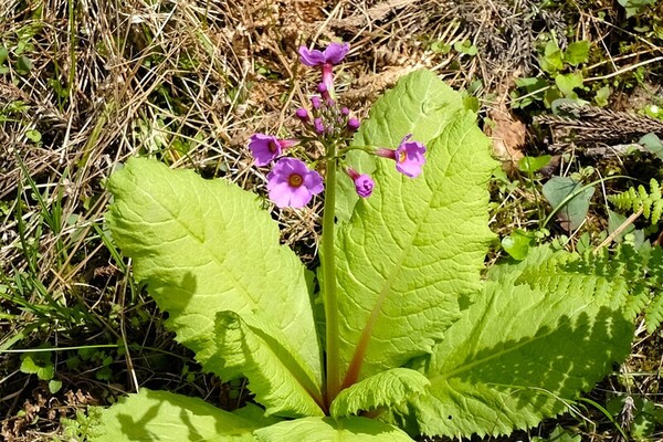 水源の森 たんばささやま