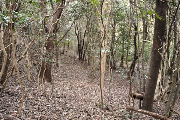 阪急阪神不動産の森