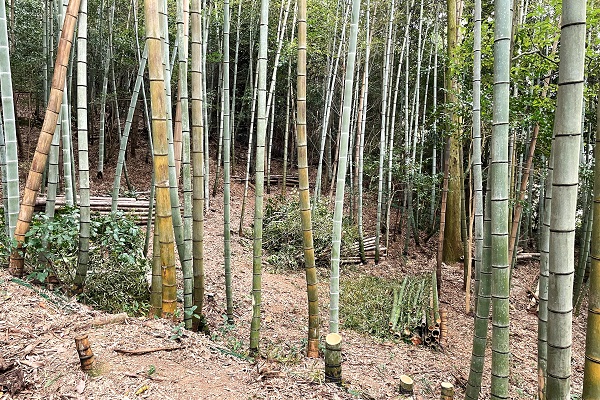 カネカみらいの森づくり