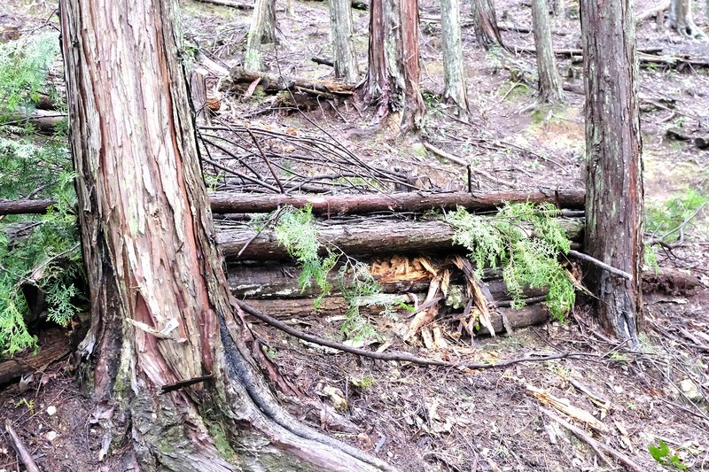 カネカみらいの森づくり