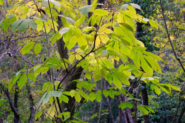 KOBELCOの森