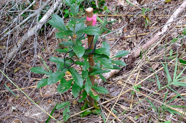 川崎重工なごみの森