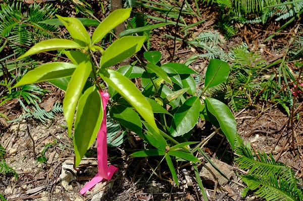 川崎重工なごみの森