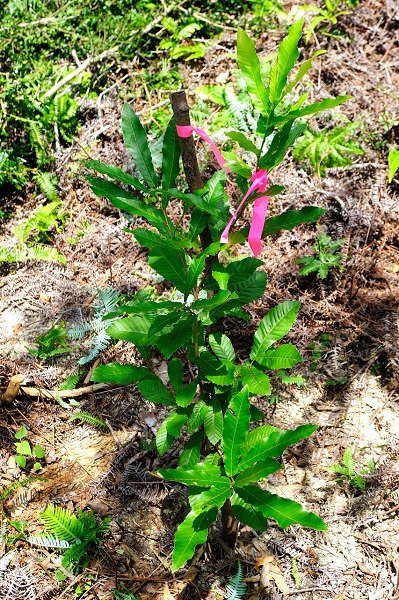 川崎重工なごみの森