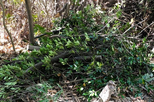 川崎重工なごみの森