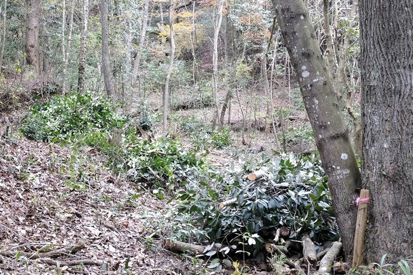 さんとくん 未来の森づくり