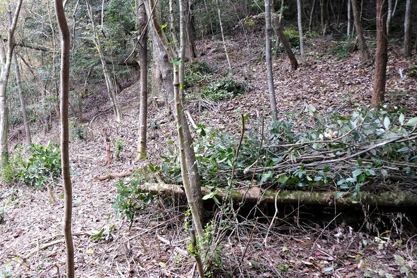 さんとくん 未来の森づくり