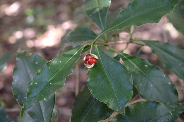 さんとくん 未来の森づくり