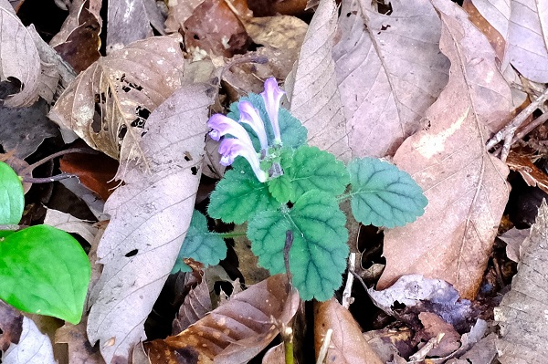 天然水の森 ひょうご西脇門柳山